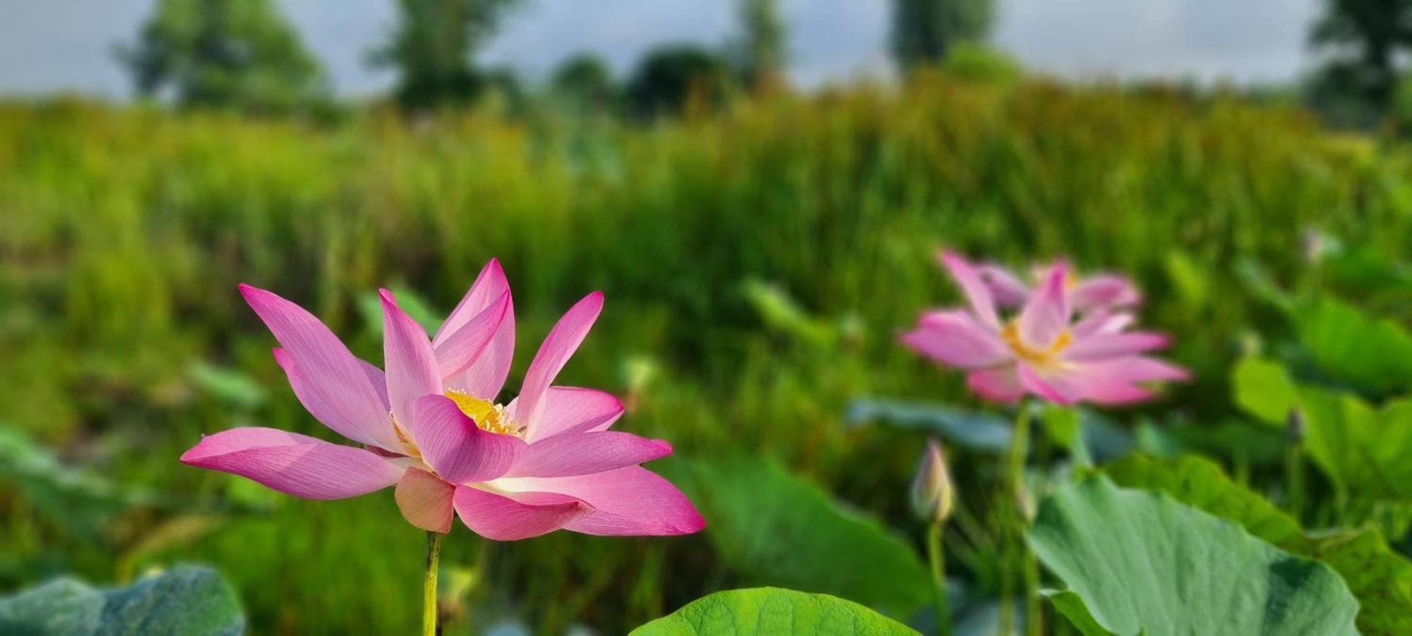 Viet Mekong Farmstay Tràm Chim Buitenkant foto